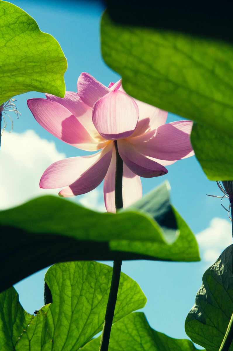 Natural Beauty Ingredient Lotus