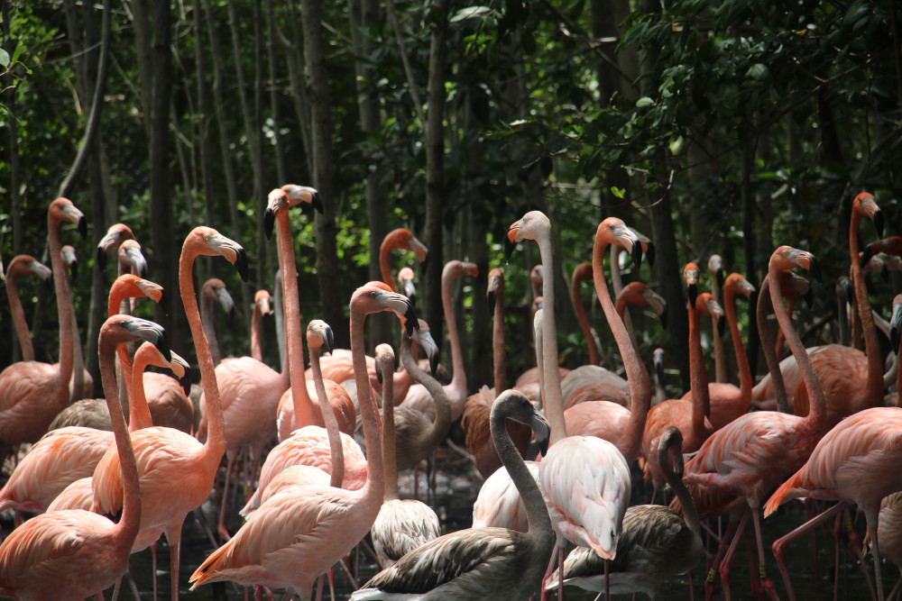 White Desert Colombia flamingos
