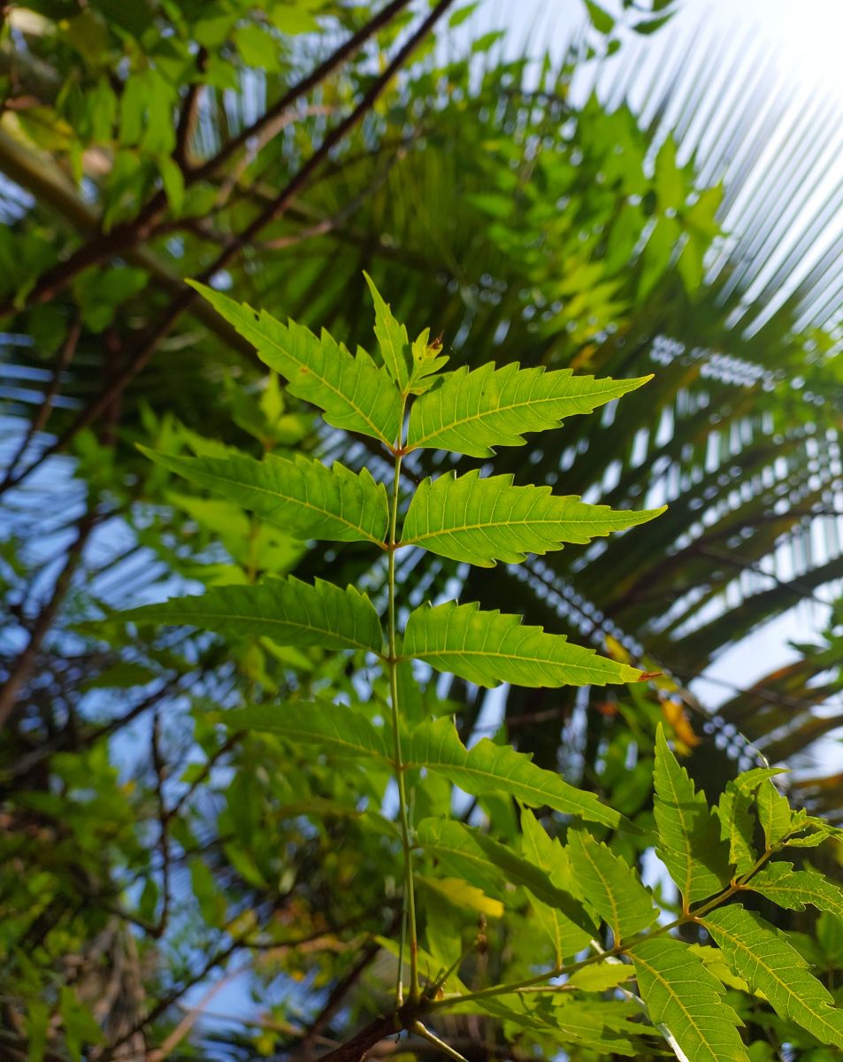 Natural Beauty Ingredient Neem