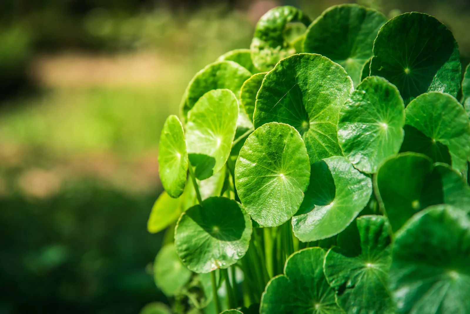 Natural Beauty Ingredient Gotu Kola