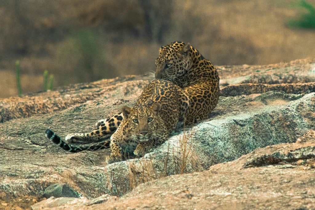 Jawai leopards