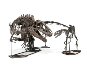 Dinosaur fossils for auction