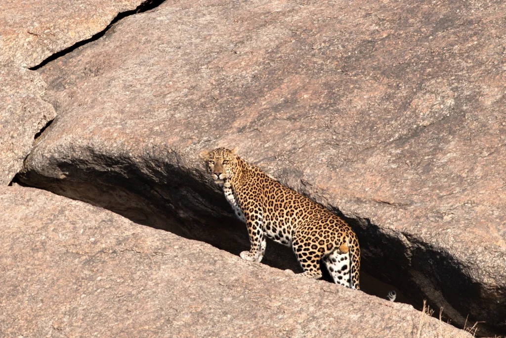 Jawai leopard