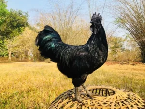 Kadaknath Chicken