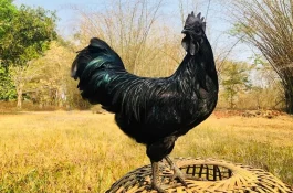 Kadaknath Chicken