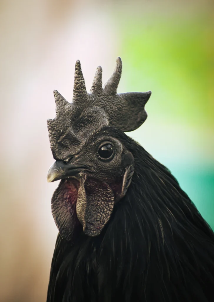 Kadaknath Chicken