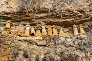 White Desert Dr. Jones trips